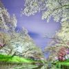 名古屋の穴場的な桜お花見スポット／名古屋市北東部