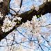 愛知県の遅咲き桜／4月中旬から下旬に楽しむお花見スポット