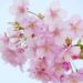 【愛知県】桜が見れるカフェ！店内から桜のお花見をできるお店